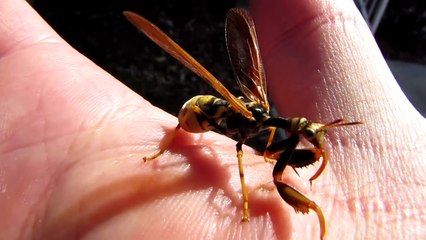 Watch the perfect mix between Praying Mantis and Wasp