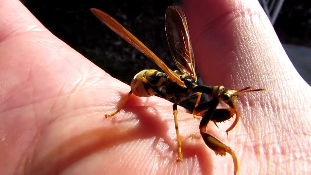 Cet insecte est le mixe parfait entre une mante religieuse et une guêpe : flippant!
