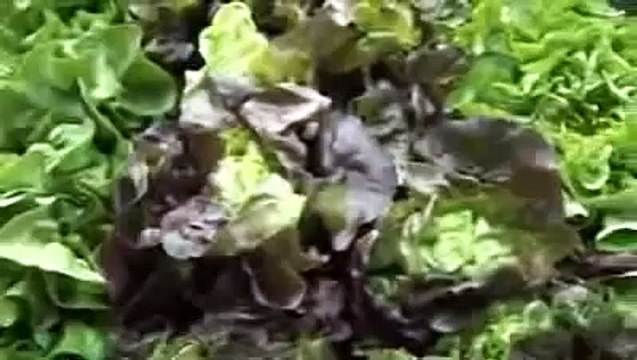 Carne, pesce, uova e latte uccidono - Mangiare proteine animali causa malattia