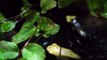 Video detail of dart frog vivarium