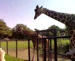 Giraffes...Loads of them!