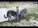 Irish Wolfhounds Need To Run