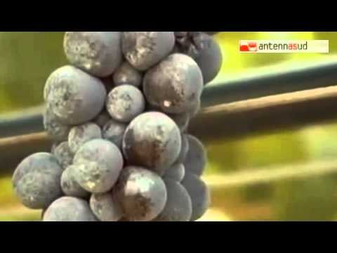 TGSRVago 26 caporalato scoperti 64 lavoratori in nero