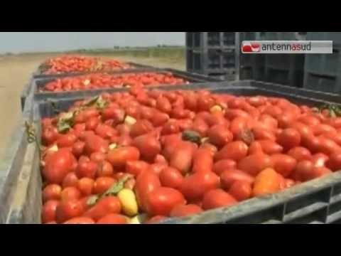 TGSRVago 26 caporalato immigrato morto