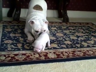 Puppy talks back to his Mom