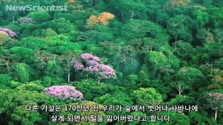 Testimony - How we became human from NewScientist (한글)