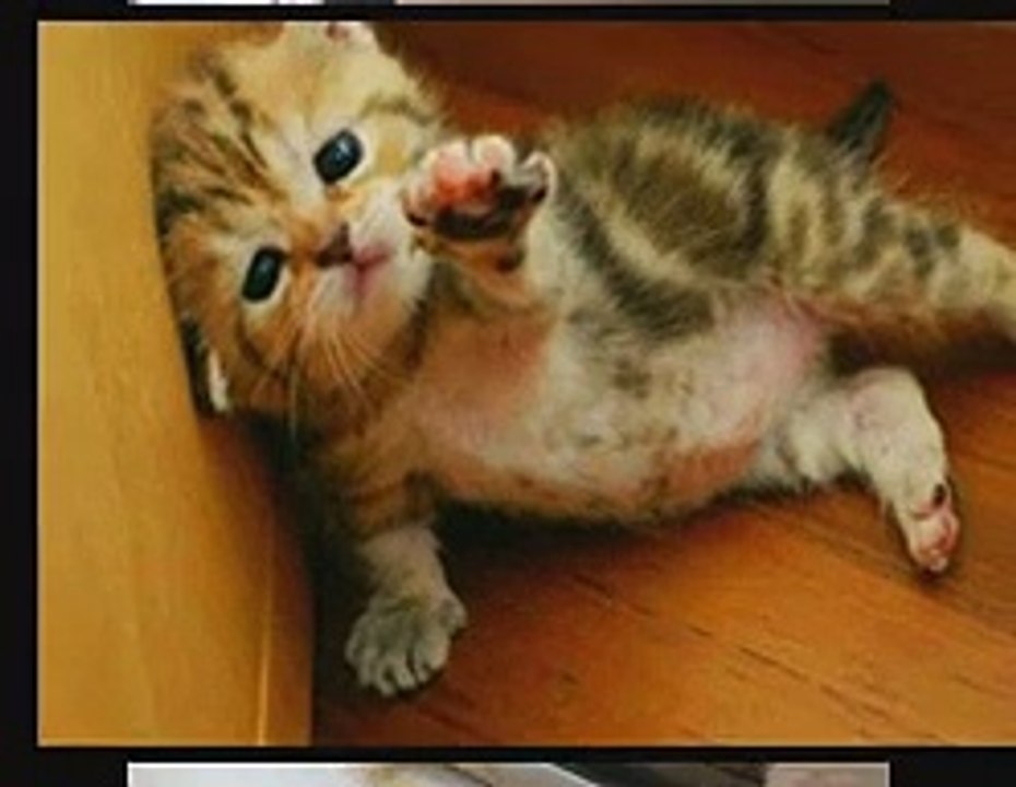 Cute Pictures with Animals