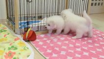Great Pyrenees Puppies - Day 38 (2)