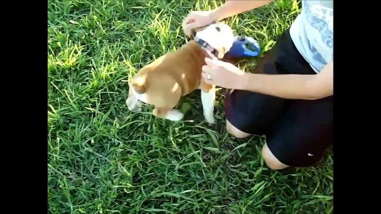 Top 10 Funniest Bulldog Videos - Videos funny animal dog,cat