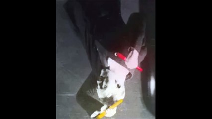 Hitler Dance - Celebration