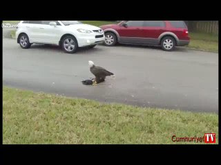 Kartal cadde ortasında avını yedi