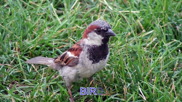 Animal Sounds: Real Animals - Names, Sounds, and Babies' Names