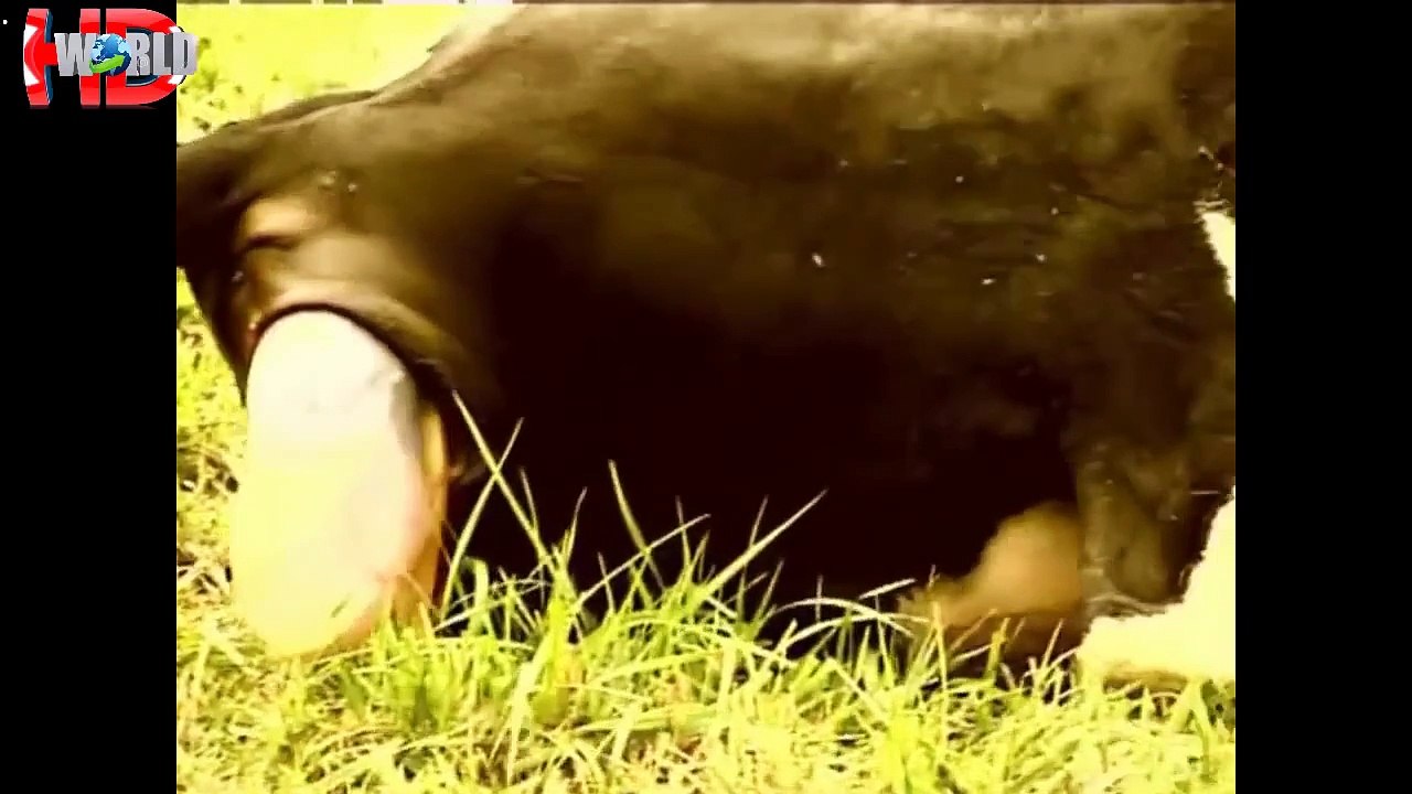 Animal Give Birth Anaconda, Elephant, Giraffe, Sea Lion, Rhinoceros