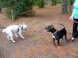 Inky Pit Bull Meets a Bull Terrier