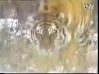 Siberian Tiger Kills Domestic Dog