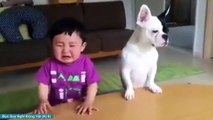 Funny dogs   Cute and funny dog fail compilation   A Funny Dog Videos Compilation 2015