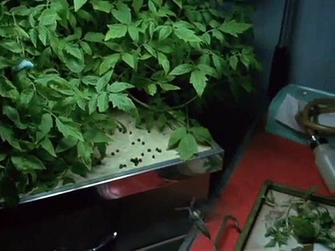 The Silence of the Lambs — It Rubs the Lotion on its Skin