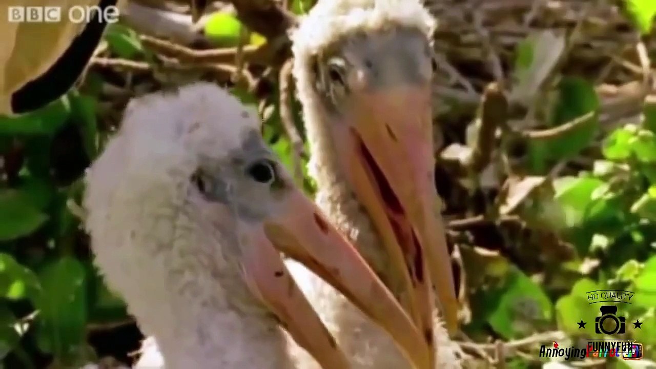 Funny Videos Of Funny Animals Compilation 2015 NEW