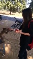 Girl Fun With Monkey But What Happened after it