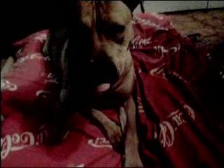 jack mangeur d'oreilles