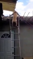 So Crazy-This Dog Is Great