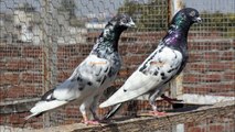 Binawalaa sialkoti pigeon pakistani kabootar tippler dk