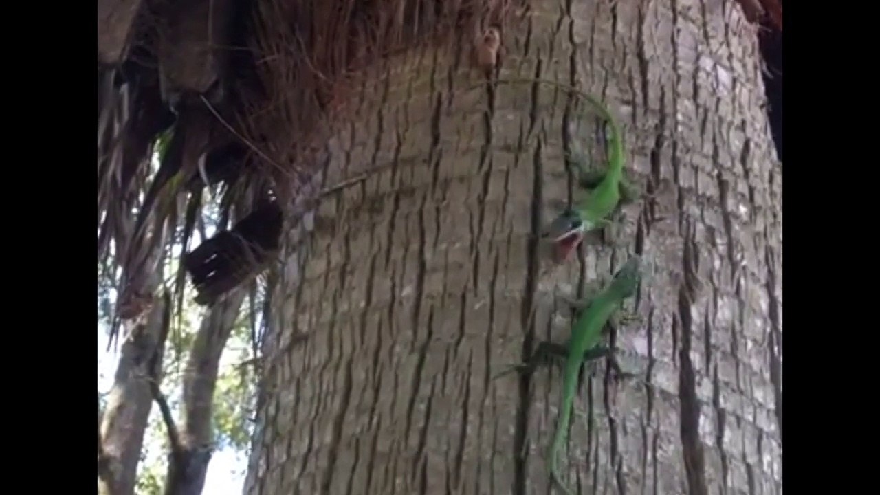 Epic Lizard Battle (music)