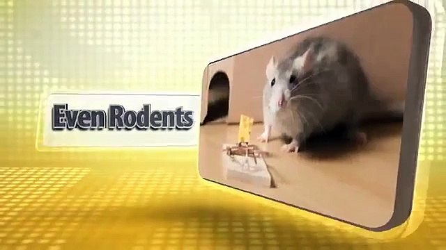 Pest Control NJ E&G Exterminators South Amboy (732) 721-6368