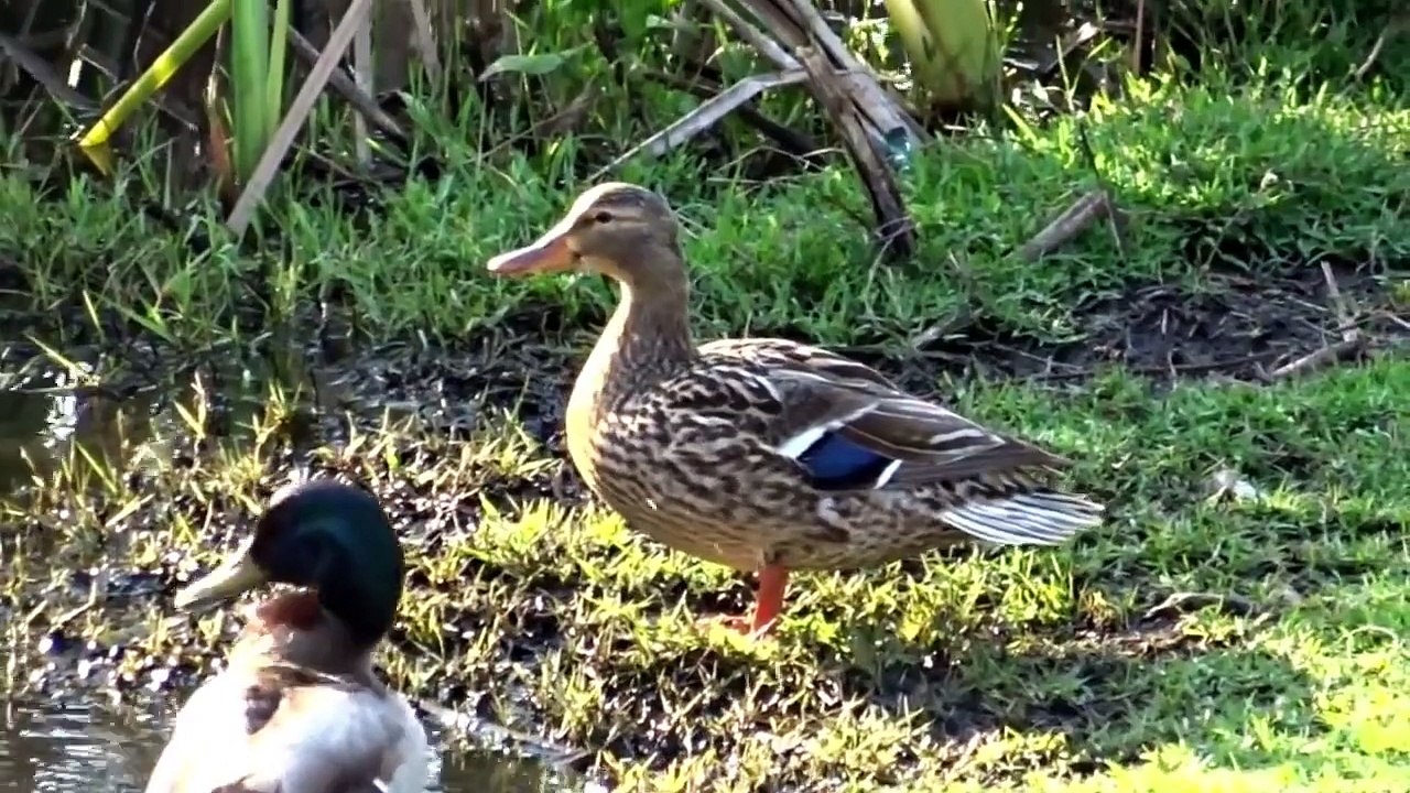 FIVE LITTLE DUCKS SONG   Children s NURSERY RHYME   babies, toddlers, preschoolers and K