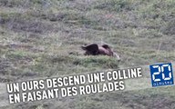 Un ours descend une colline en faisant des roulades