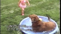 Dog Ruins Little Girls Rubber Duck Play Time - Try Not To Laugh - Videos animals funny
