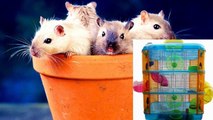 Tipos de Jaulas para hamsters y jerbos