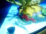 Fish Planet Aquarium: Honeycomb Moray Eel