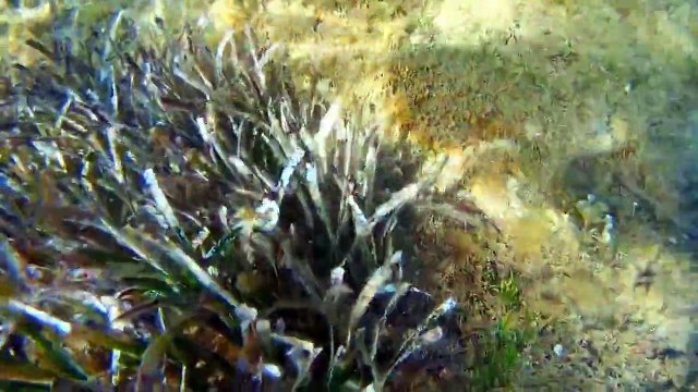 Poulpe-Rouge-de-Peur...-Eu-Non-Turquoise-de-C