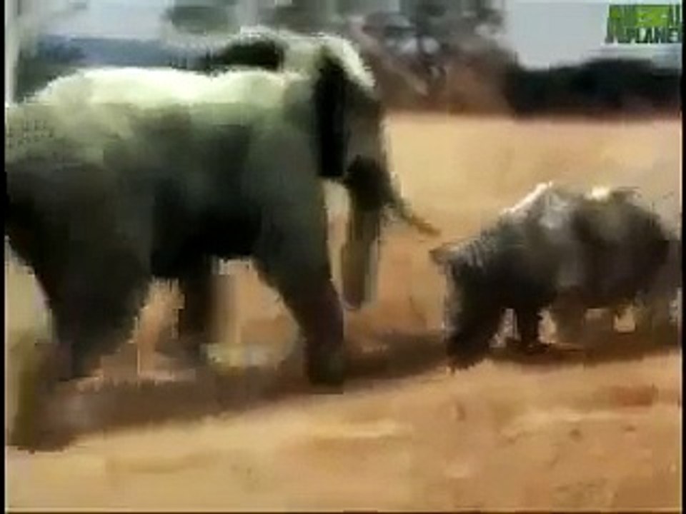 Animal Face Off Elephant vs Rhino