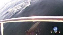 Le Meraviglie del mare: Squalo Verdesca che Mangia - Delfini sotto la Barca - Tartaruga rilasciata