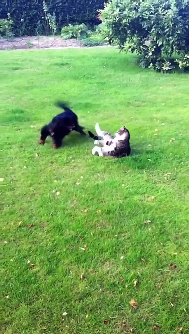 Cat and dog playing