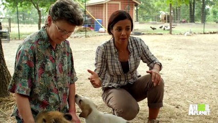Cheesecake the Capybara Fosters Puppies