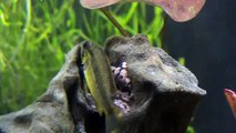 Apistogramma agassizii guarding eggs