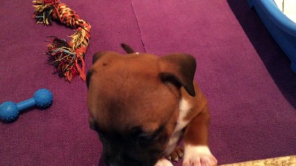 Portée de Koumal & Inna