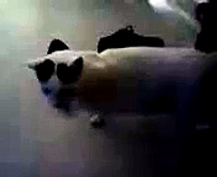 kater mickey