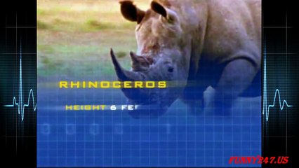 Elephant vs Rhino Fighting Real Life   Animal attack