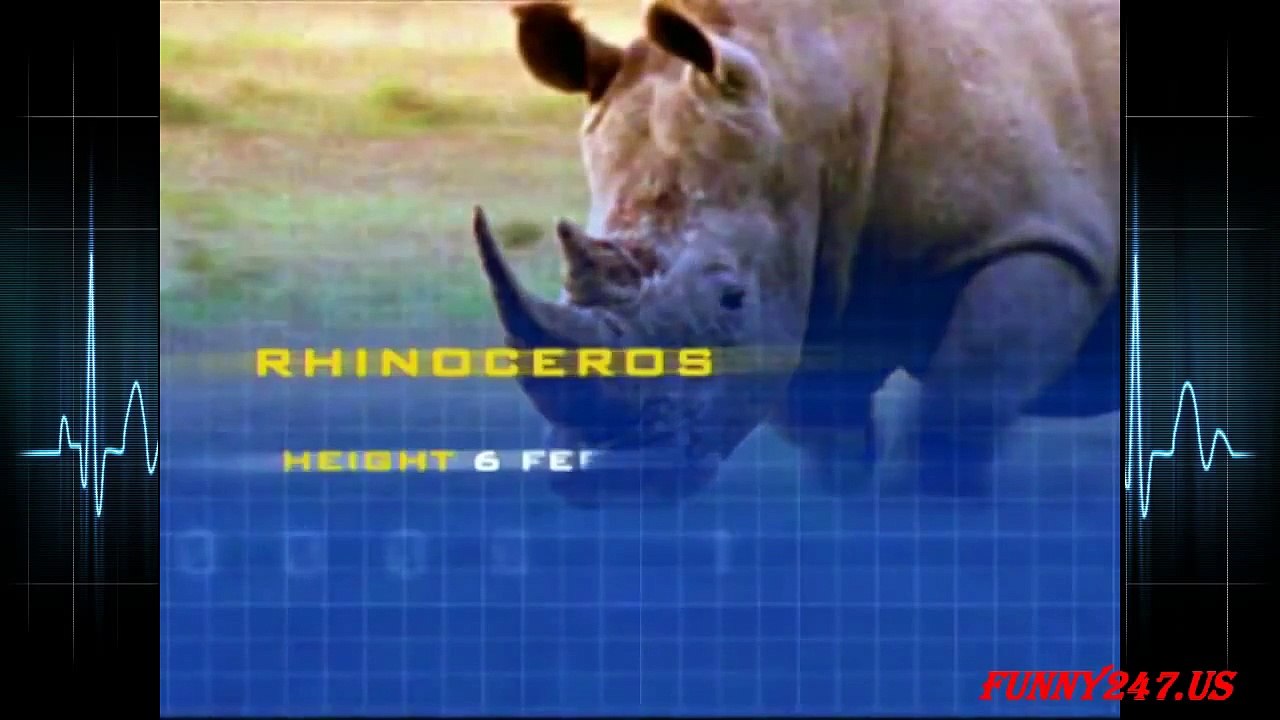 Elephant vs Rhino Fighting Real Life   Animal attack
