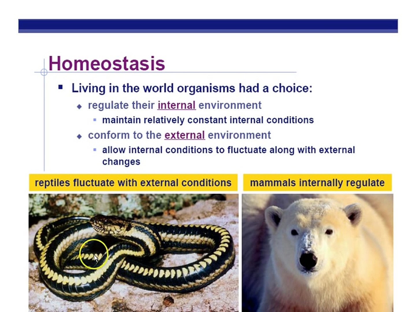 Chapter 07 phosphate homeostasis regulatory mechanisms