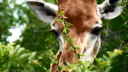 LOS ANIMALES Y SUS SONIDOS