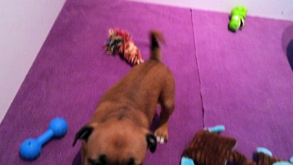 Portée de koumal & Inna