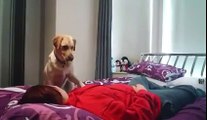 Así salva este perro a su dueña de un ataque de epilepsia