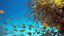 Red Sea Liveaboard Diving 2013 Video HD (1080p)