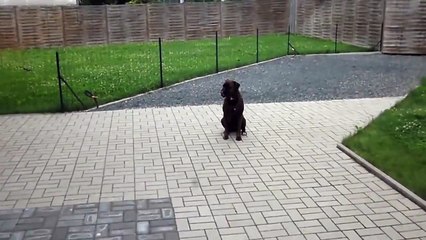 chien boxer au dressage