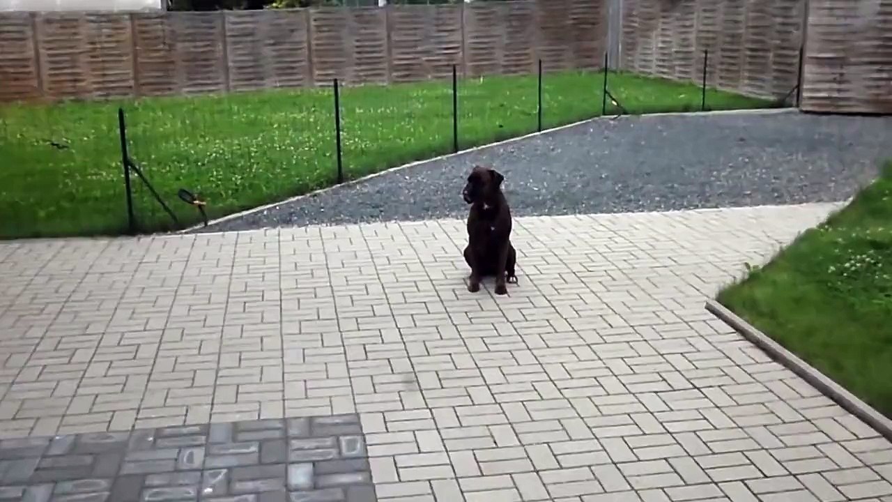 chien boxer au dressage